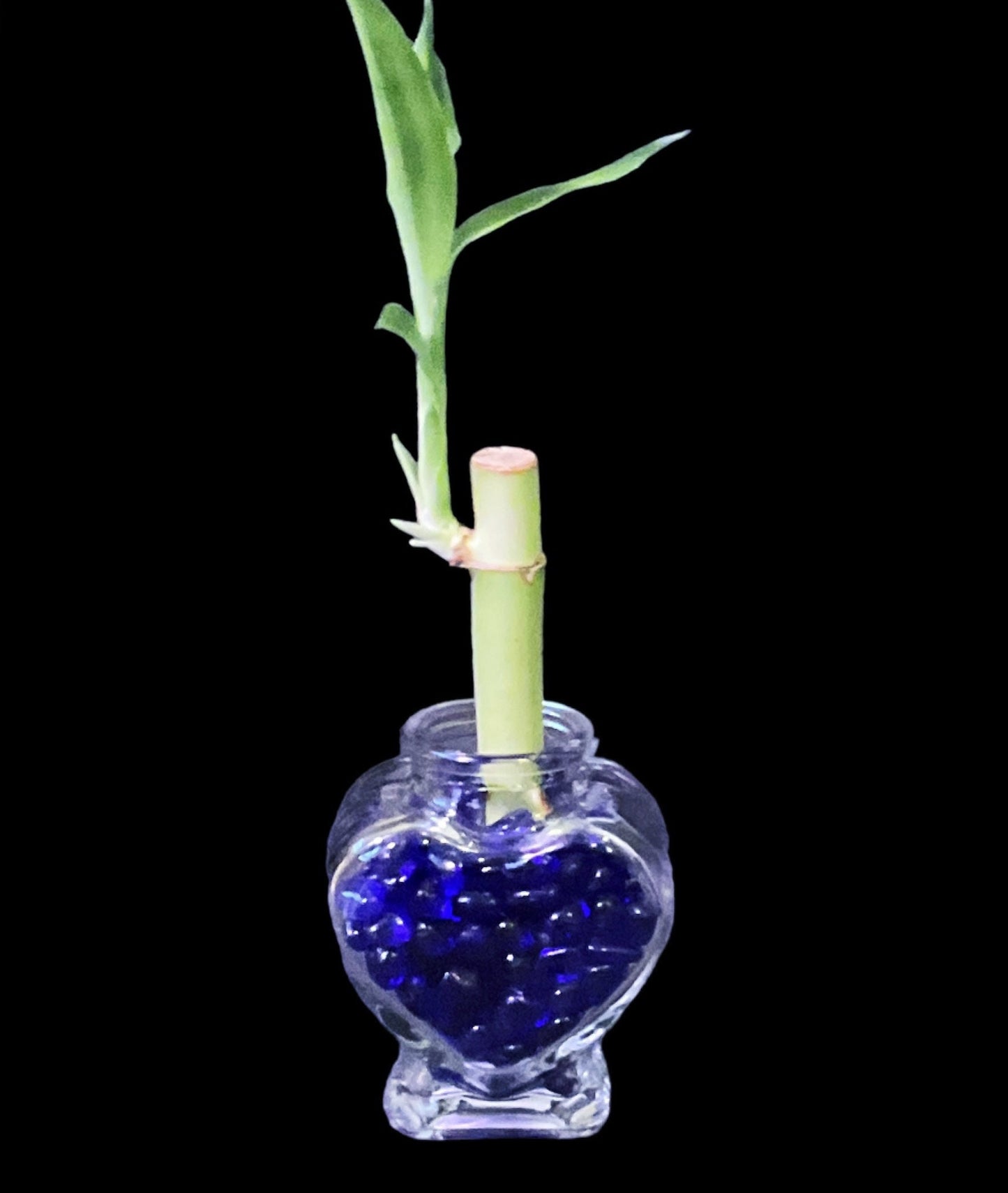Lucky Bamboo Plant: Heart Vase, Color Therapy Feng Shui Gift
