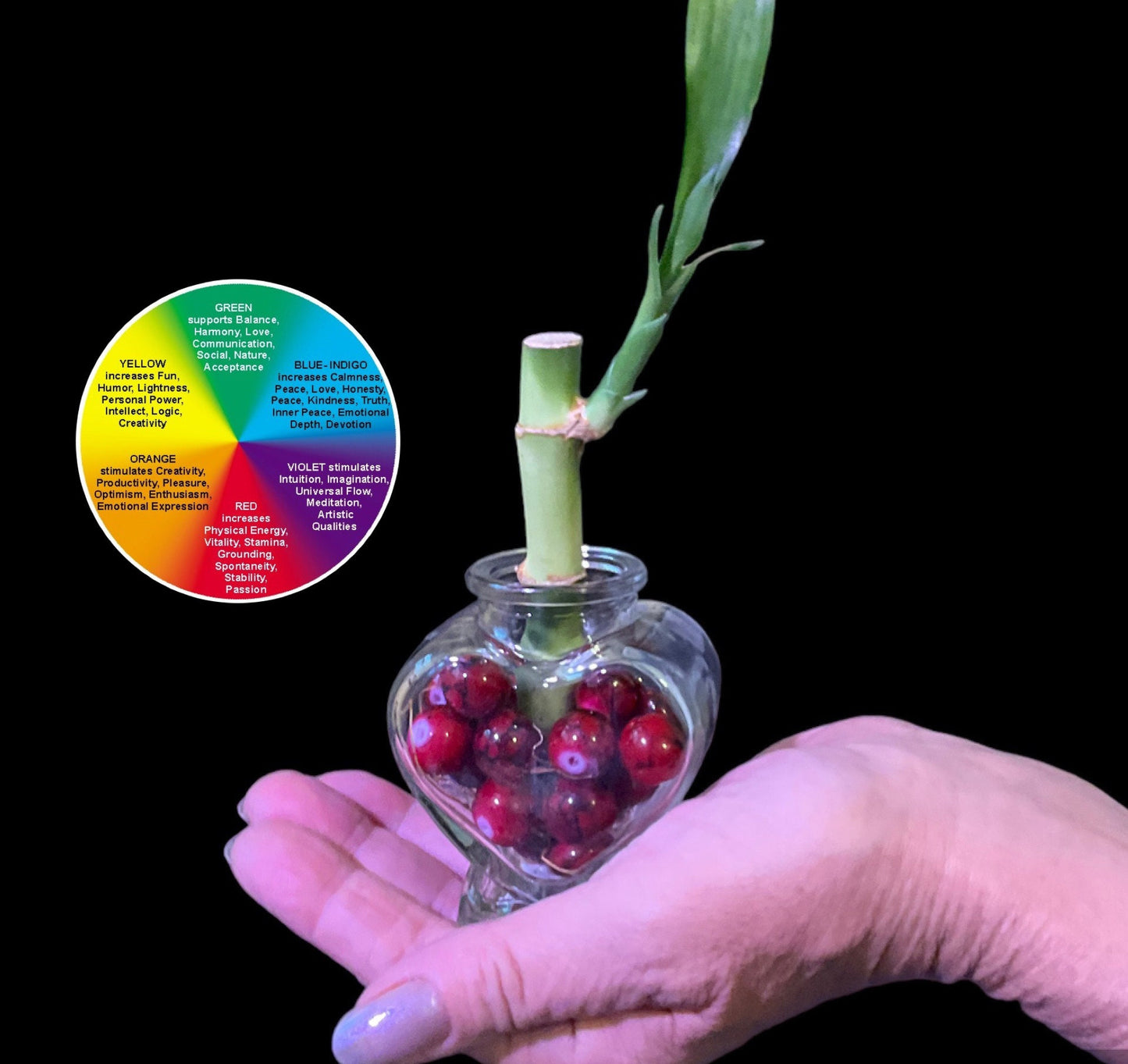 Lucky Bamboo Plant: Heart Vase, Color Therapy Feng Shui Gift
