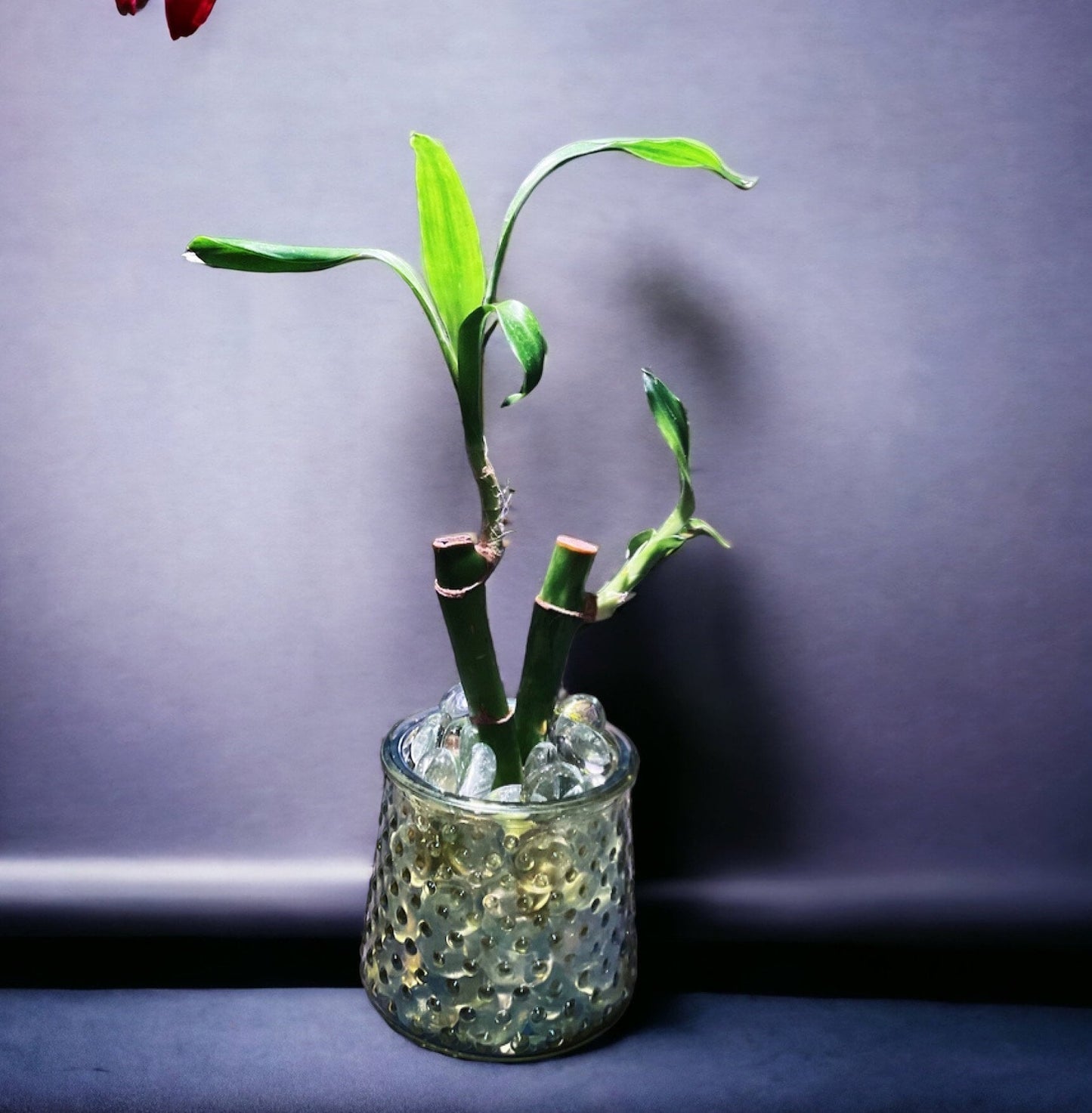 Live lucky bamboo house plant with glass planter / stones feng shui great gift OOAK Pain Kink Punishment Unique Impact Discipline