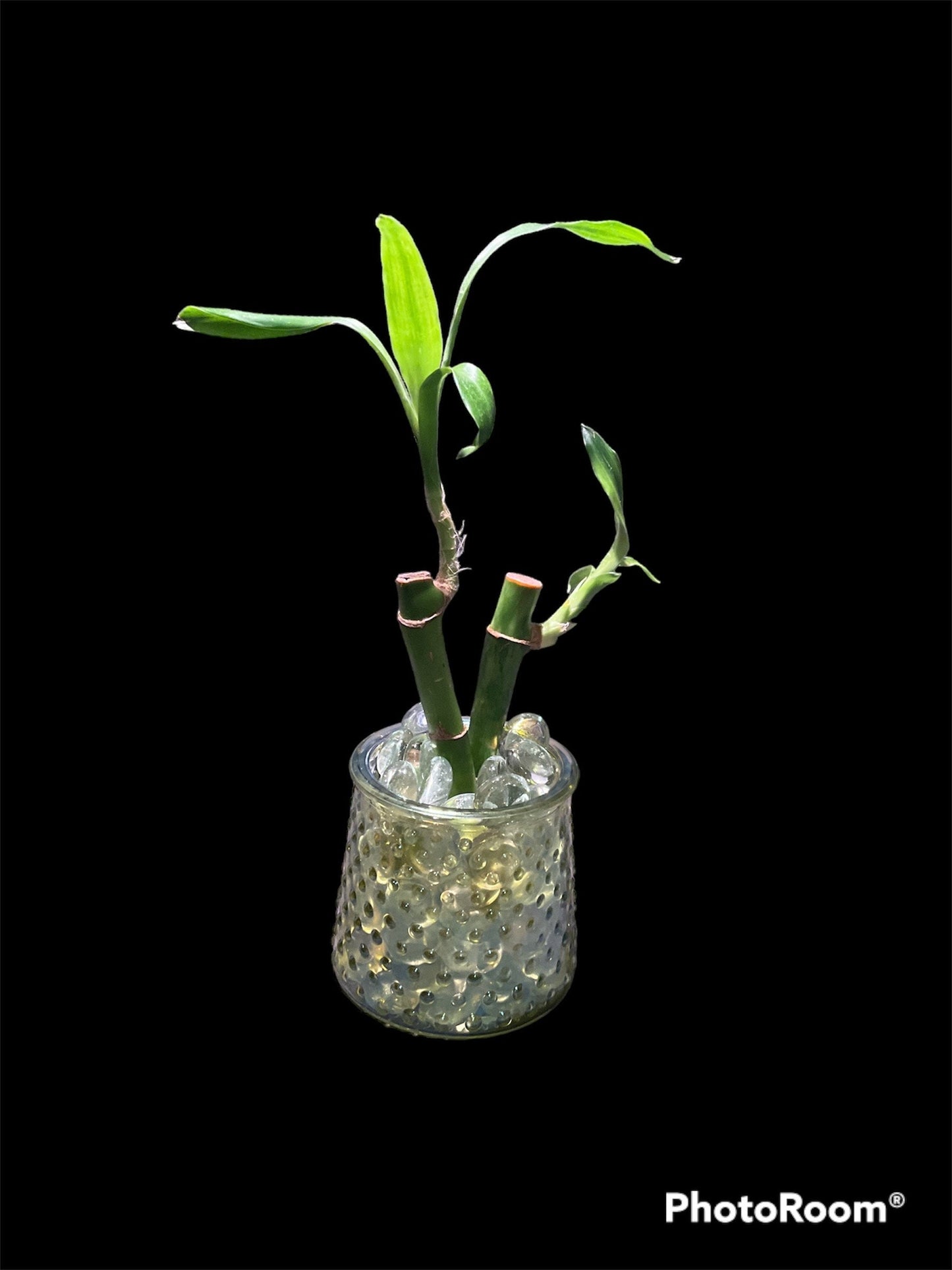 Live lucky bamboo house plant with glass planter / stones feng shui great gift OOAK Pain Kink Punishment Unique Impact Discipline