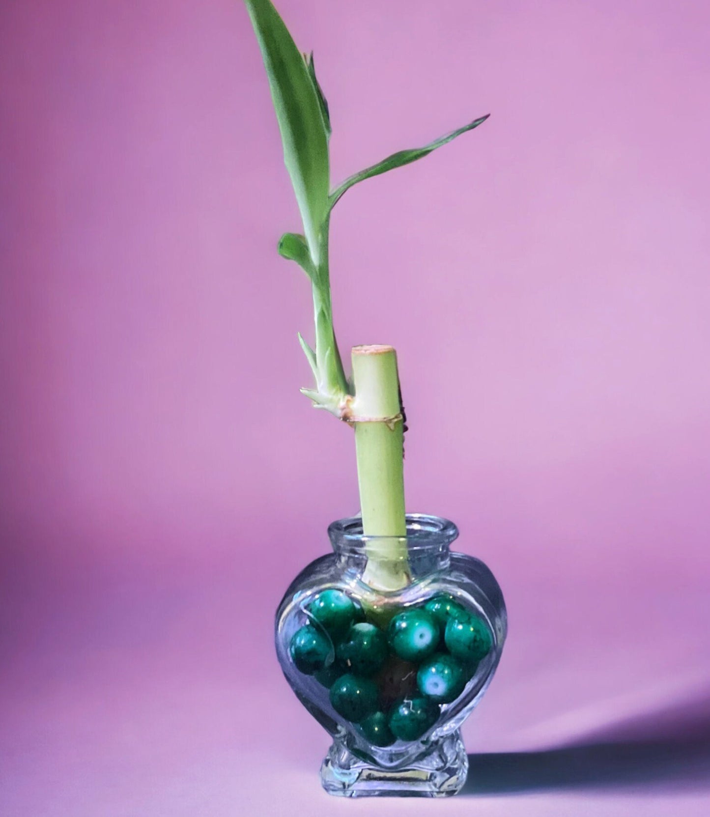 Lucky Bamboo Plant: Heart Vase, Color Therapy Feng Shui Gift