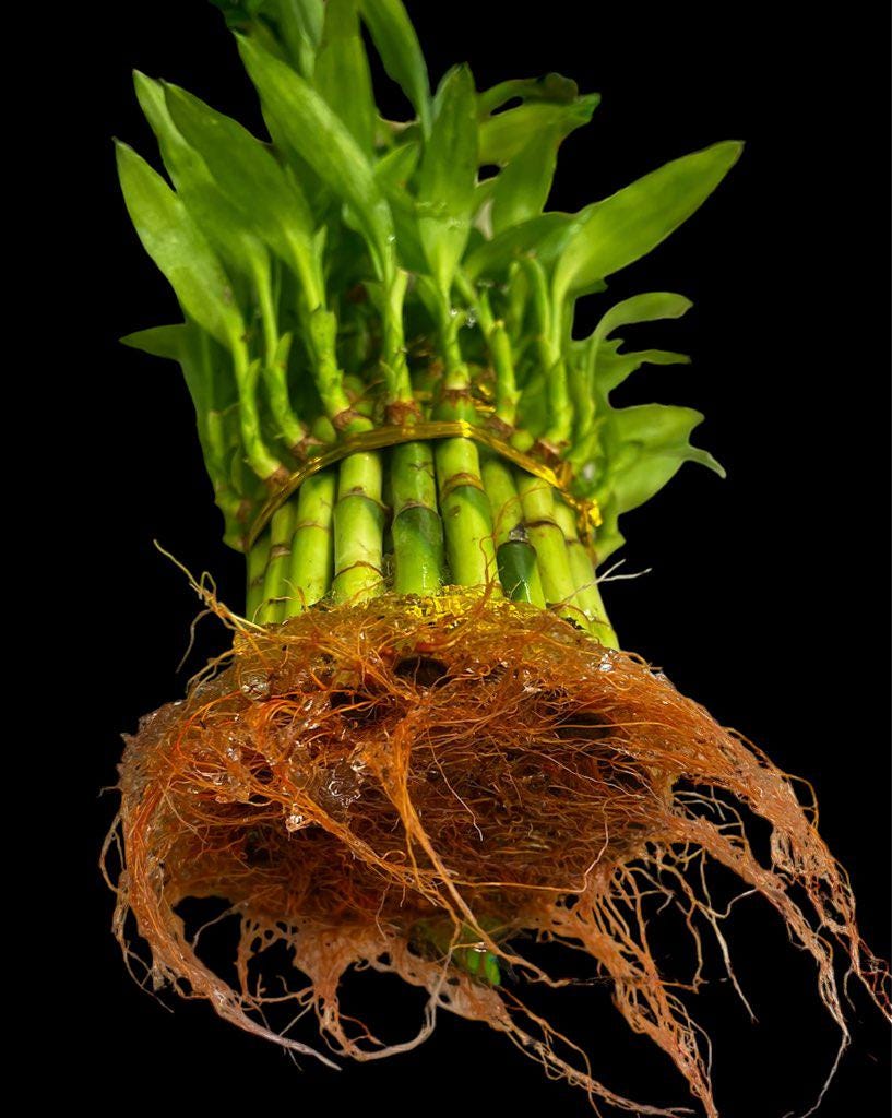 Live Lucky Bamboo Plants - Five Stalks - Easy Care