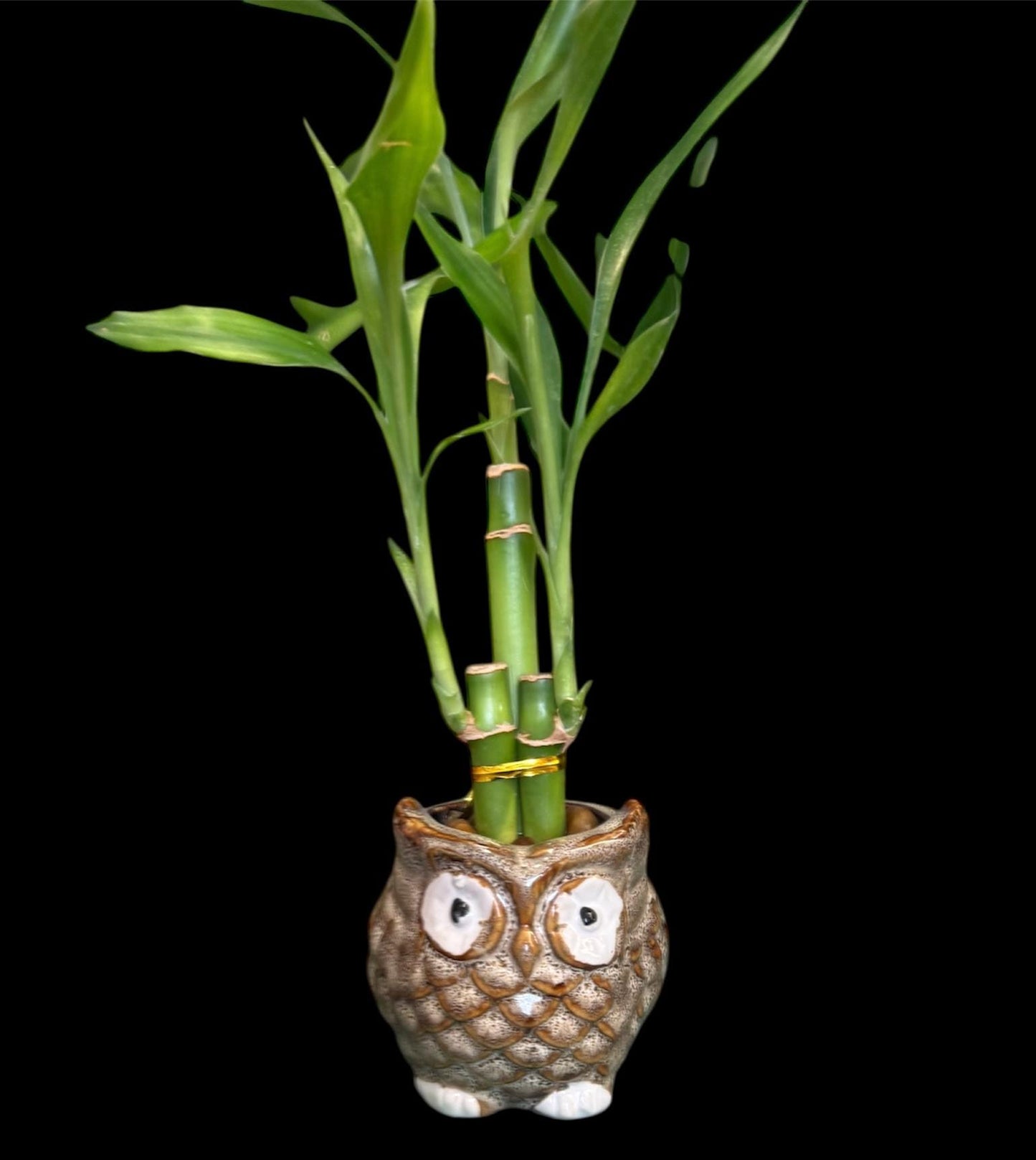 Lucky Bamboo Plants with ceramic owl Planter Vase Green Brown Asian Decor