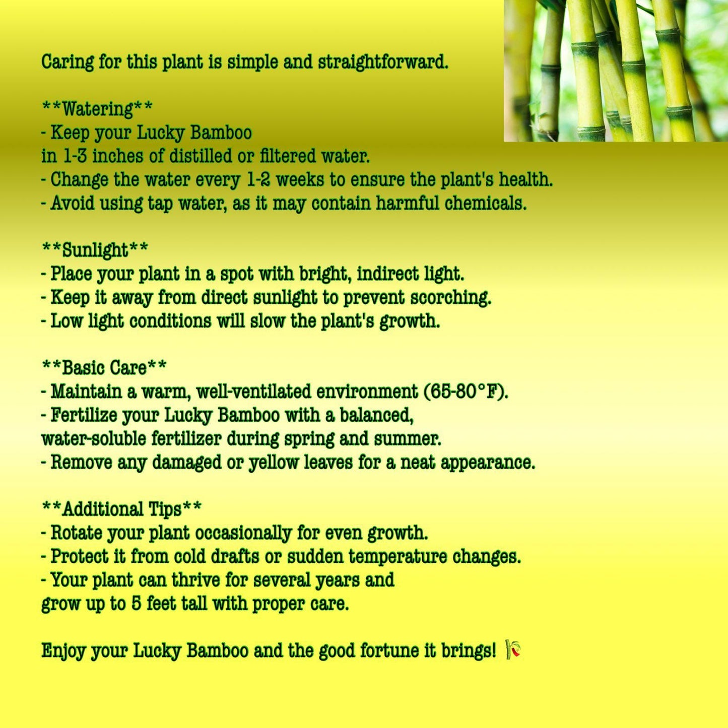 Lucky Bamboo Plants with ceramic Panda Planter Vase Green Brown Asian Decor