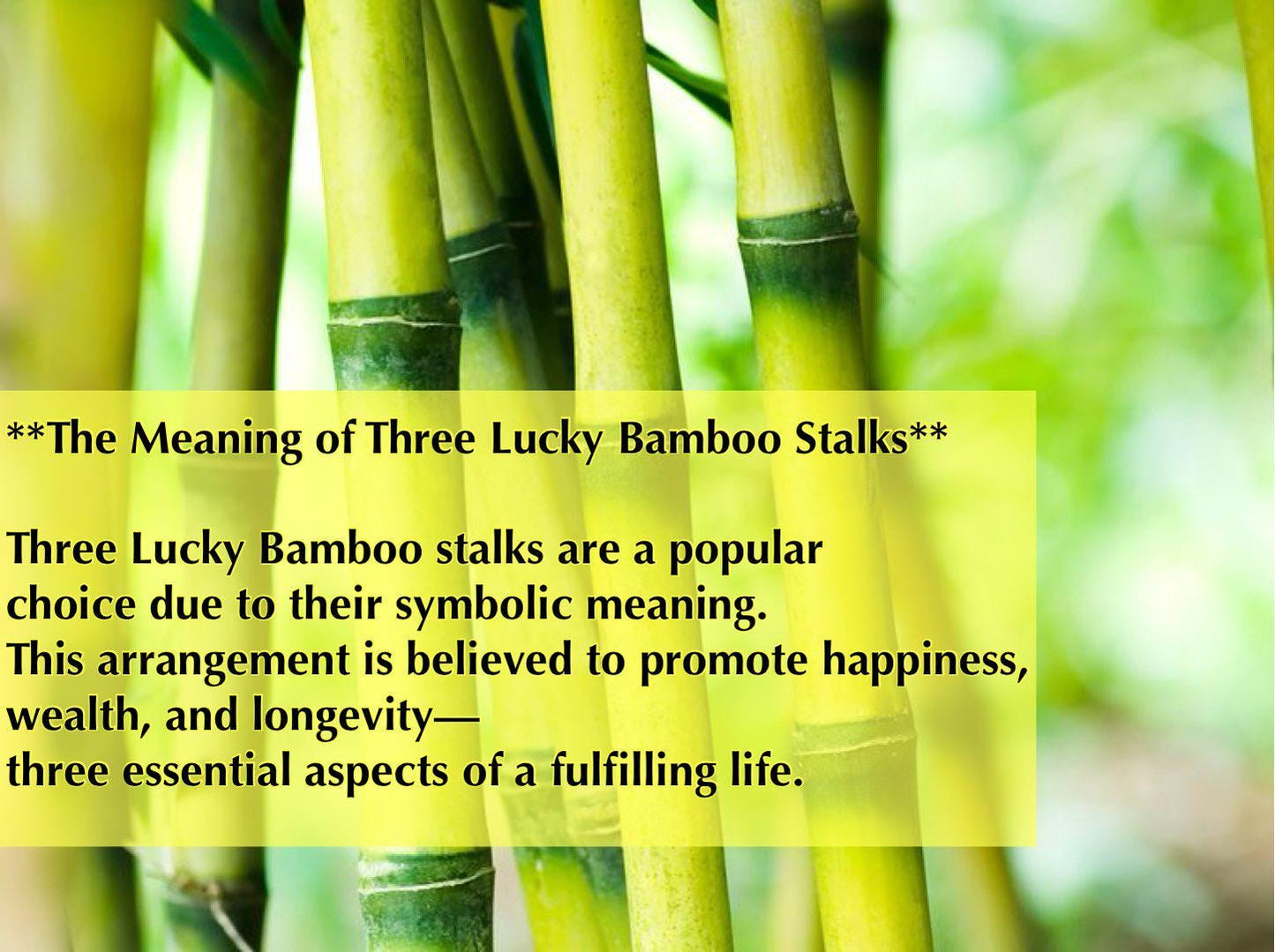 Lucky Bamboo Plants with ceramic Panda Planter Vase Green Brown Asian Decor