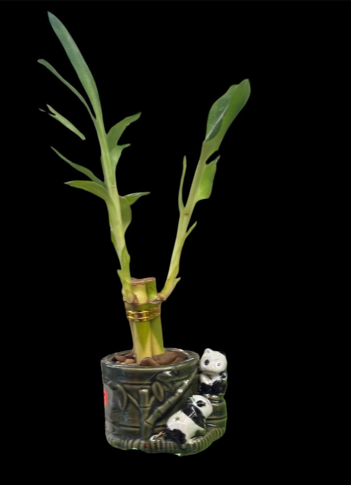 Lucky Bamboo Plants with ceramic Panda Planter Vase Green Brown Asian Decor