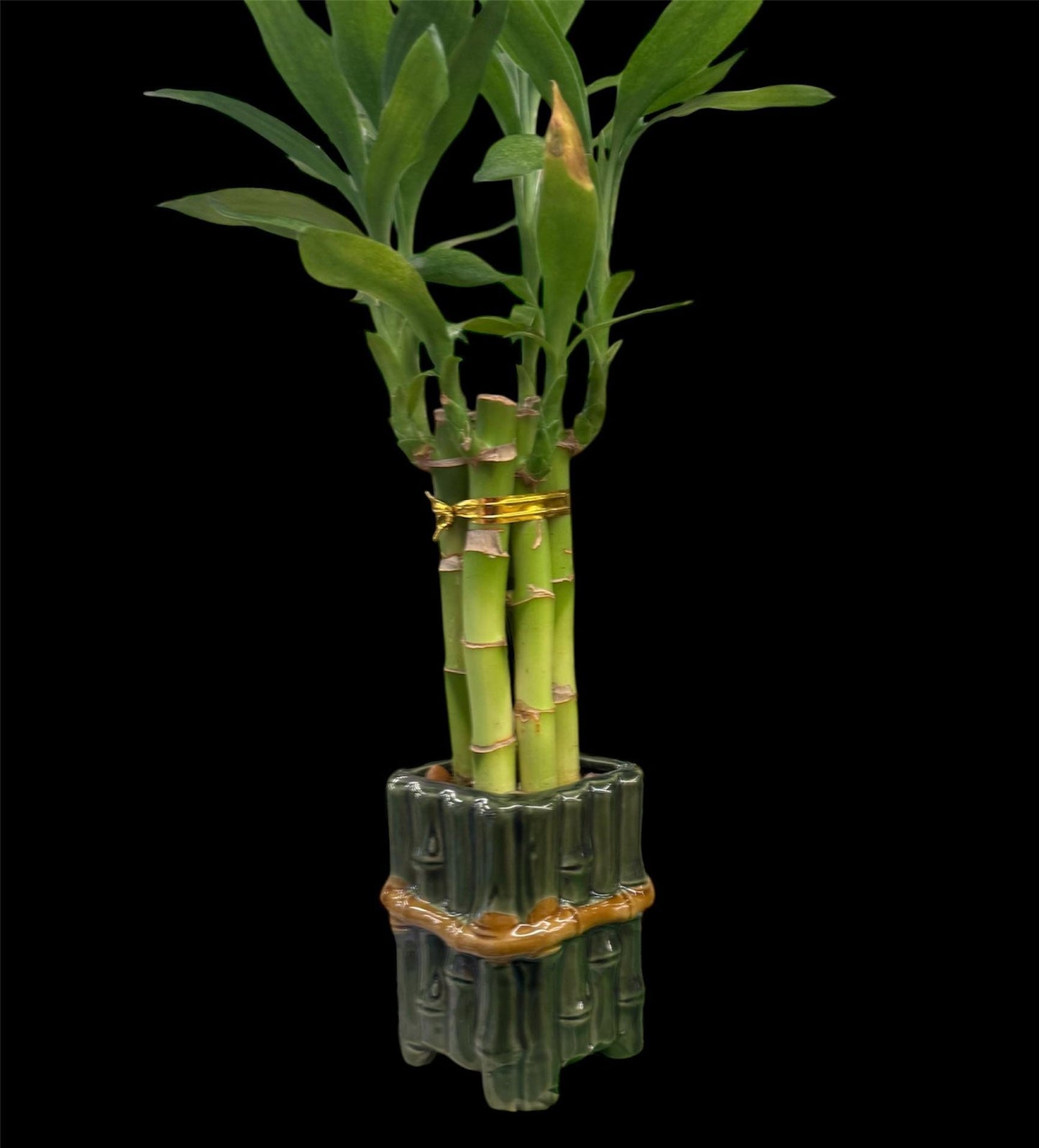 Lucky Bamboo Plants with ceramic Planter Vase Green Brown Asian Decor