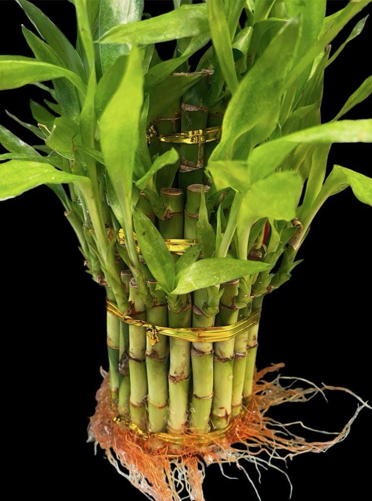Live Lucky Bamboo Plants - Five Stalks - Easy Care