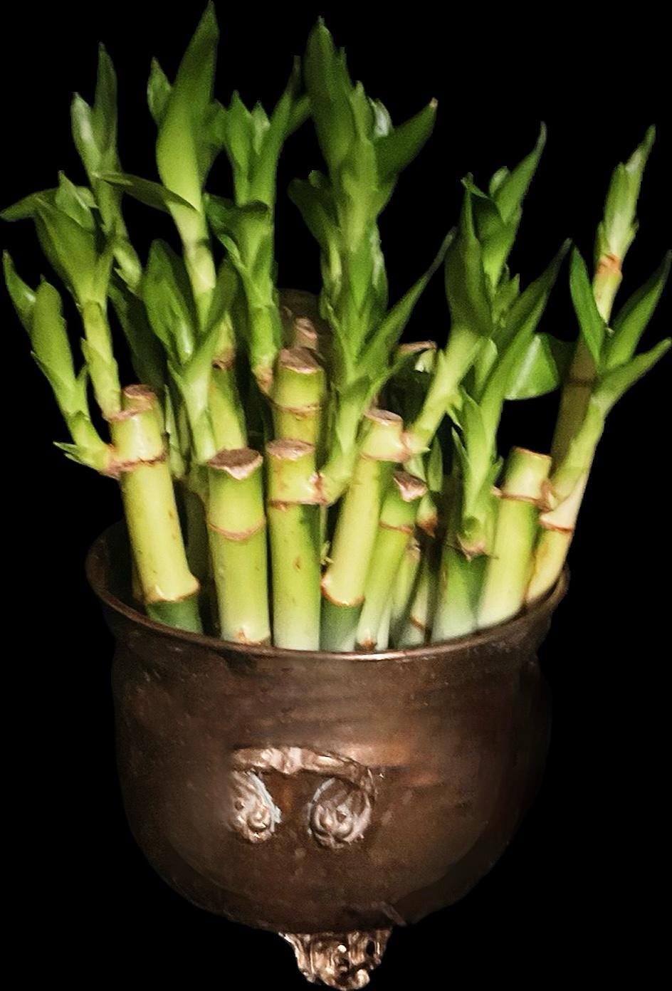 Live Lucky Bamboo Plants - Five Stalks - Easy Care