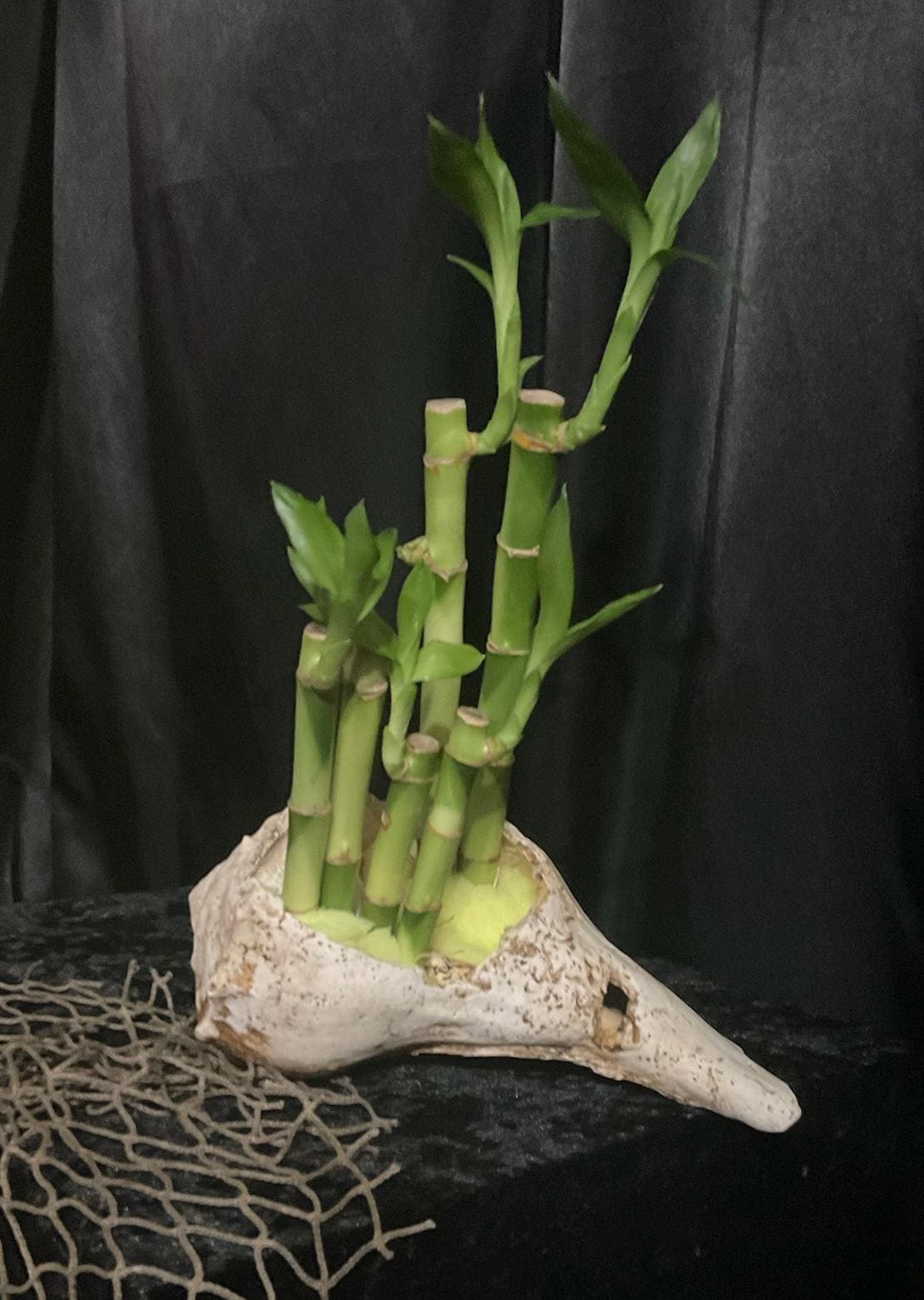Live Lucky Bamboo Plants - Five Stalks - Easy Care