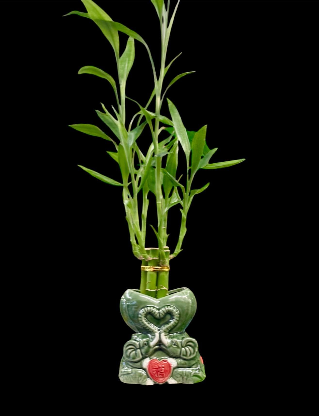 Lucky Bamboo Plants with ceramic elephants Planter Vase Green Brown Asian Decor