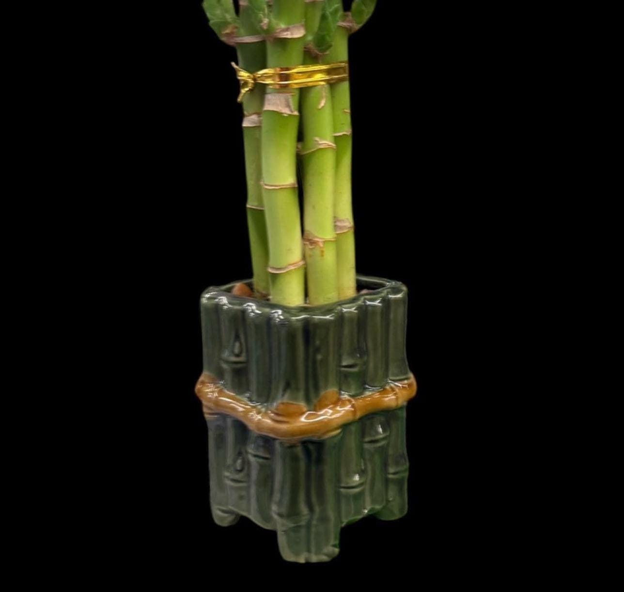 Lucky Bamboo Plants with ceramic Planter Vase Green Brown Asian Decor