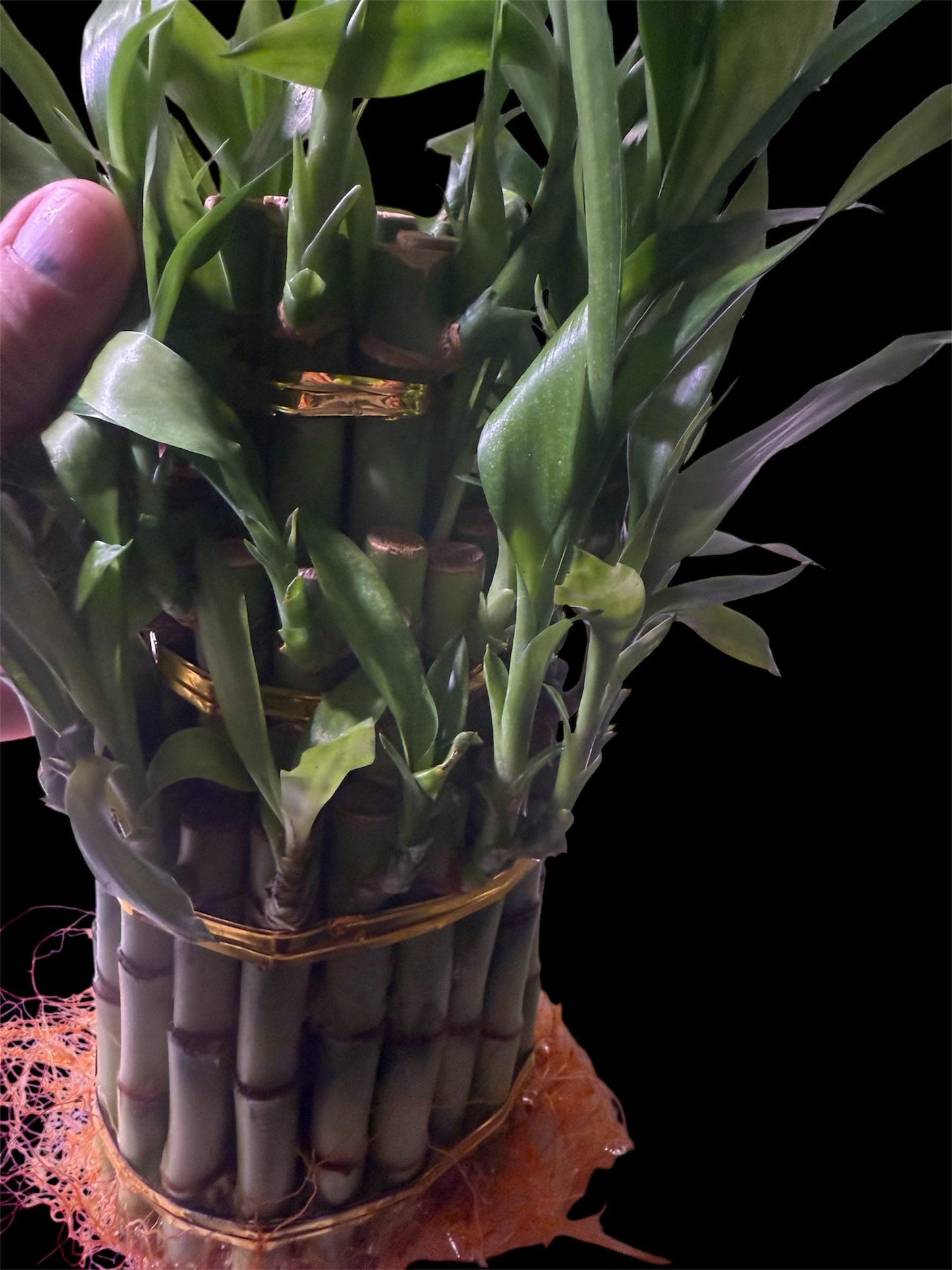 Live Lucky Bamboo Plants - 40 total stalks- assortment of 4”, 6” & 8” - Easy Care