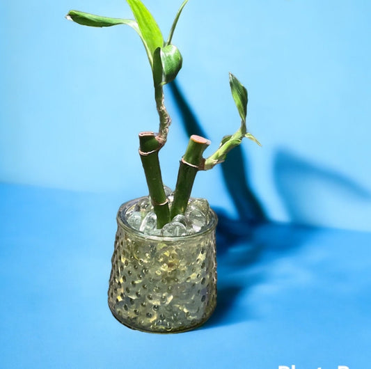 Live lucky bamboo house plant with glass planter / stones feng shui great gift OOAK Pain Kink Punishment  Unique Impact  Discipline