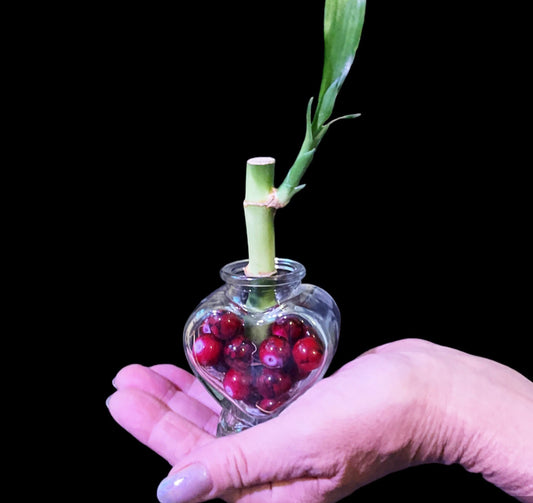 Lucky Bamboo Plant: Heart Vase, Color Therapy Feng Shui Gift