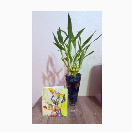 Lucky Bamboo Bouquet: 10 Stalks in Glass Vase - Easy Care Gift