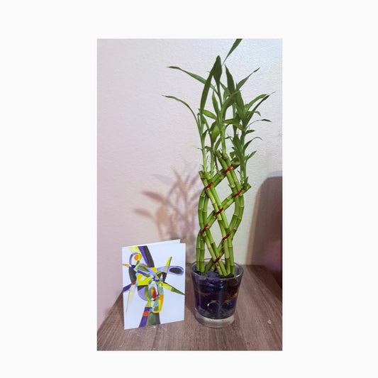 Lucky Bamboo Plant Bouquet: Lattice Vase Arrangement - Easy Care Gift