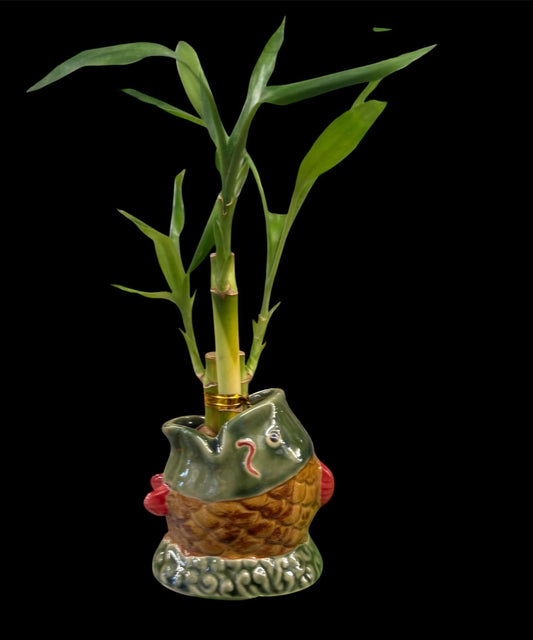 Lucky Bamboo Plants with ceramic fish Planter Vase Green Brown Asian Decor