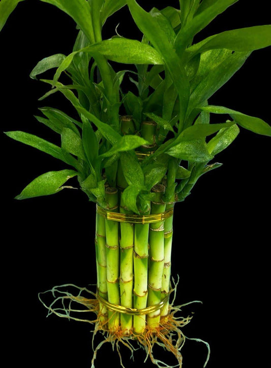 Live Lucky Bamboo Plants - Five Stalks - Easy Care