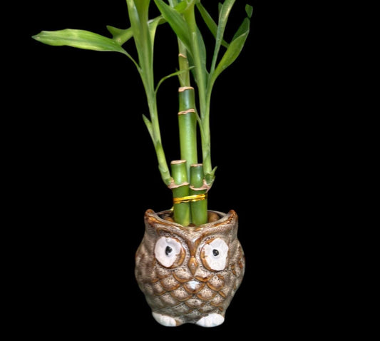 Lucky Bamboo Plants with ceramic owl Planter Vase Green Brown Asian Decor