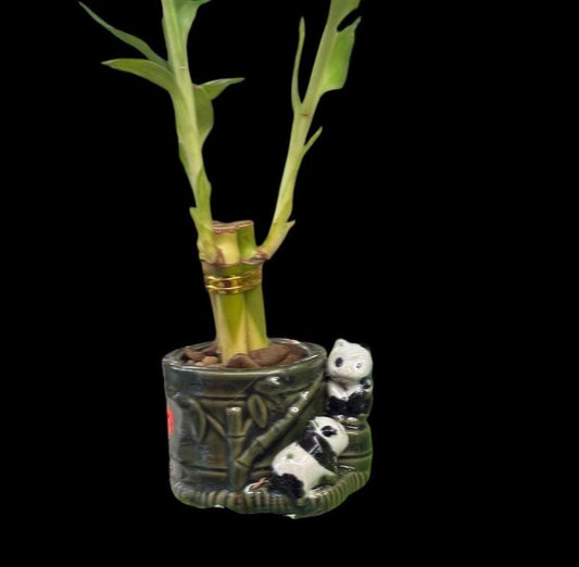 Lucky Bamboo Plants with ceramic Panda Planter Vase Green Brown Asian Decor