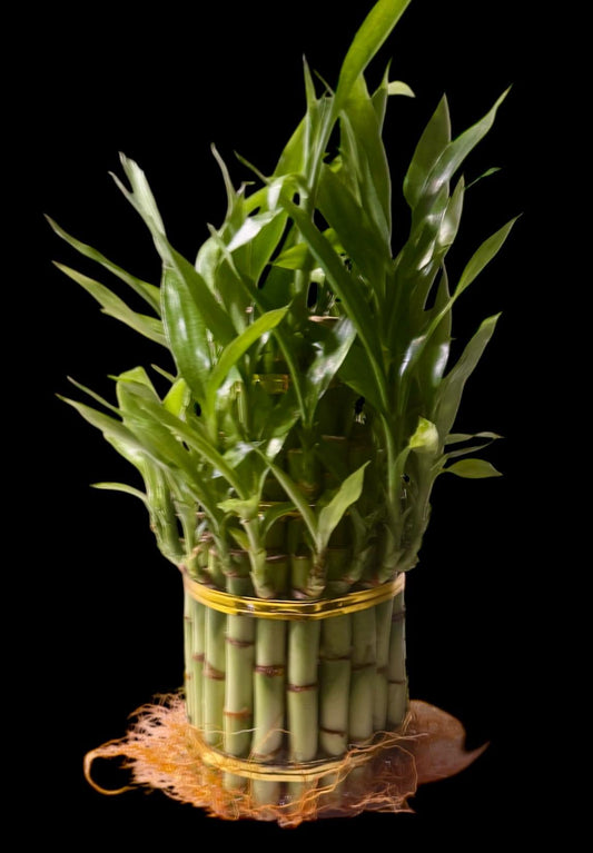 Live Lucky Bamboo Plants - 40 total stalks- assortment of 4”, 6” & 8” - Easy Care